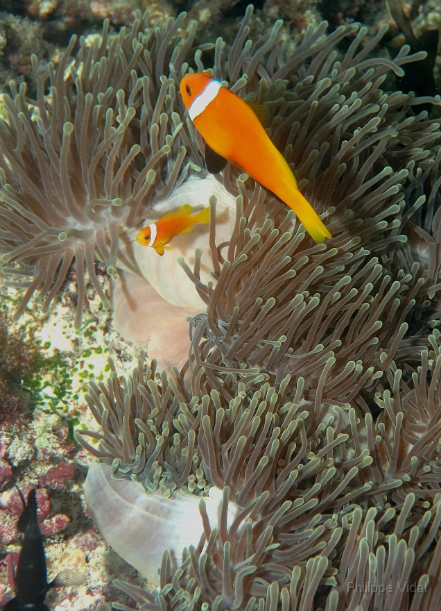 Velidhu - 2013_03_09 - IMG_0259rf_Poisson Clown des Maldives - Amphiprion Nigripe_House reef_pmt.jpg